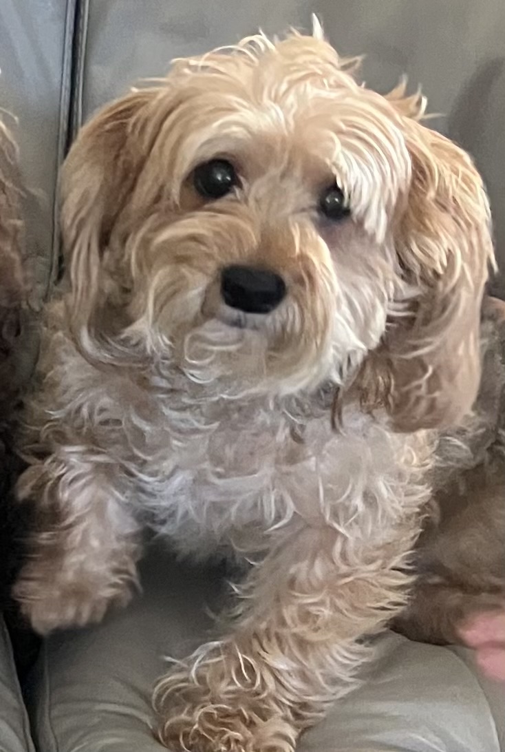 Reference photograph of Bentley